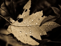 FallDrops,AncientLight