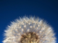 Fluffodome